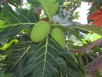 DSCN1136 